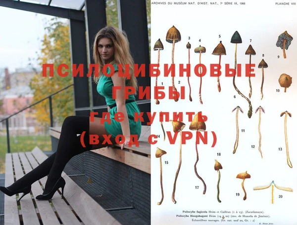 сатива Алзамай